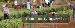 Cover photo for Internship Opportunity Non-Profit Asheville Organic Garden