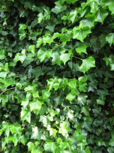 English Ivy
