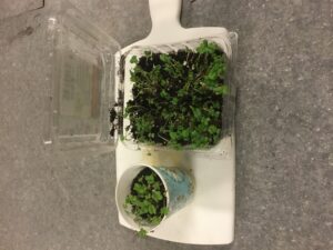 Microgreens growing in a clamshell and paper cup